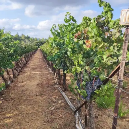 יוגב, 53Тель Авив, Израиль
